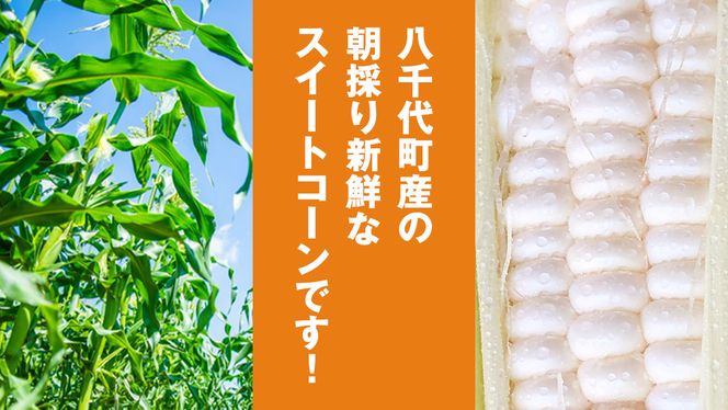 【 先行予約 2026年6月下旬以降発送 】【 令和8年産 】【 訳あり 】 朝採り とうもろこし ピュアホワイト 約6kg トウモロコシ スイートコーン 野菜 産地直送 期間限定 規格外 不揃い 傷 ふるさと納税 7000円 ワケアリ 訳アリ [AX061ya][SZRY]