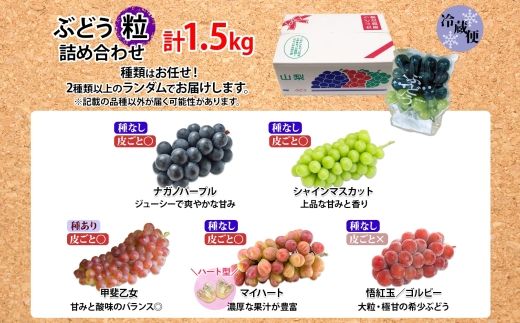 【粒】訳あり ぶどう 詰め合わせ 2品種以上 計1.5kg 177-017