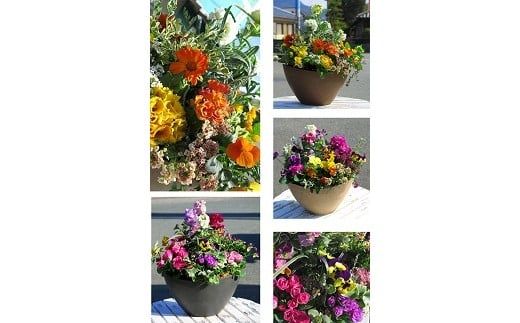 C028 花うるるのおまかせプレミアム寄せ植え