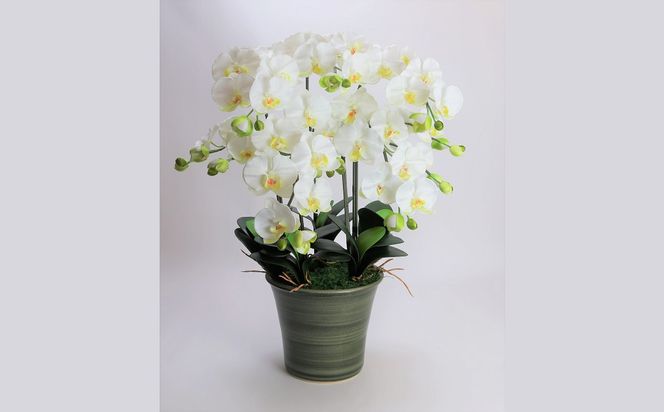 綺麗で丈夫な三河陶器で贈る光触媒胡蝶蘭大輪５本立（グリーンの陶器×白色の花） H100-094