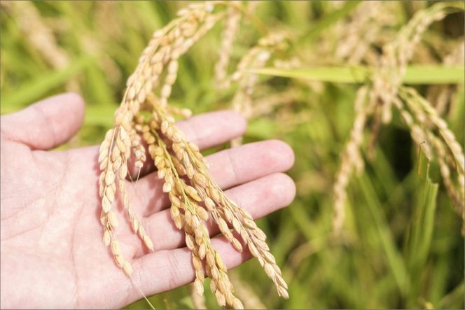 【先行予約】龍谷大学と共同開発／2025年産　京丹後産生物多様性米コシヒカリ「ゲンゴロウ郷の米」5kg箱入　CM00005