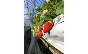 236.特選 大粒いちご 「まりひめ」１箱(A236-2)