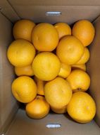 真心こめた木成り八朔 約5kg【2027年2月中旬頃より発送】【Ｍ～3Ｌサイズおまかせ】CQ08