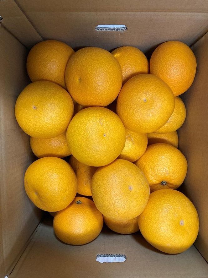 真心こめた木成り八朔 約5kg【2027年2月中旬頃より発送】【Ｍ～3Ｌサイズおまかせ】CQ08