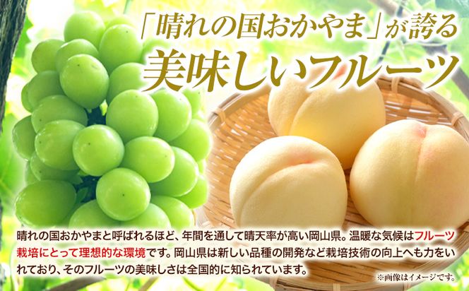 家庭用つる付きニューピオーネ 2房(1房530g以上)【配送不可地域あり】有限会社ホーティカルチャー神島 令和8年産先行受付《2026年9月中旬-10月下旬頃出荷》岡山県 笠岡市 送料無料 葡萄 フルーツ 果物 ニューピオーネ つる付き お取り寄せフルーツ---H-34b---