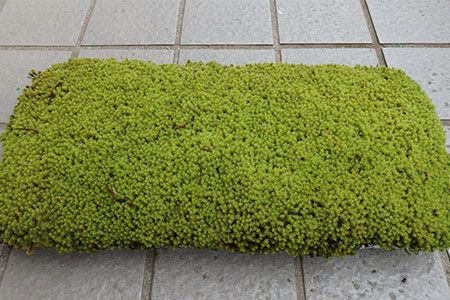 yɌO؎szD-24 XiSPv[g@XPg