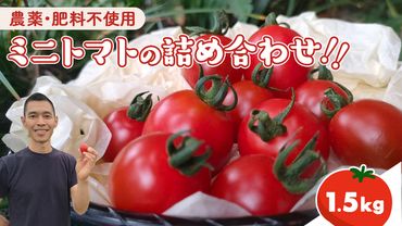 今夏お届け! 農薬 ・ 肥料 不使用 ミニトマト の 詰め合わせ 1.5kg オーガニック ミニ トマト 有機栽培 健康 自然 肥料不使用 炭素循環農法 [CW12-NT]
