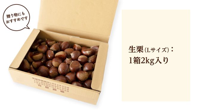 【 吉原農場 の 完熟栗 】 熟成 生栗 2kg Lサイズ 令和7年産 完熟 栗 くり クリ 栗ごはん 贈答 ギフト 果物 フルーツ 数量限定 旬 秋 冬 正月 おせち [CX002ci]