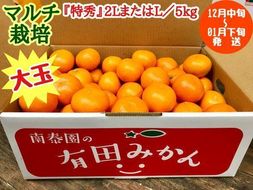 マルチ栽培 有田 みかん 大玉 特秀 2L または L サイズ 5kg 南泰園 BS659