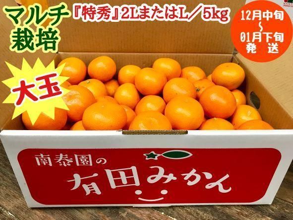 マルチ栽培 有田 みかん 大玉 特秀 2L または L サイズ 5kg 南泰園 BS659