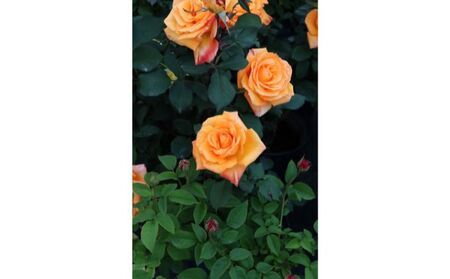 バラ鉢植え「カシス オレンジ」 SWBD007