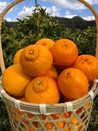 【産地直送】 食べ頃柑橘おまかせバラエティーセット AL01