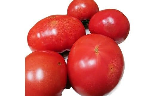 【訳あり】 この道40年の農家から直送 完熟！桃太郎トマト15～24玉　H139-017