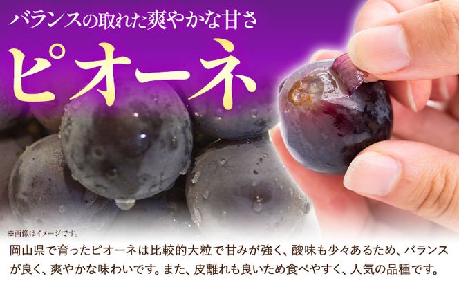 	【2027年発送先行予約】岡山産白桃とピオーネの詰合わせ もも 桃 白桃 葡萄 ブドウ ぶどう ピオーネ フルーツ セット  《7月中旬-8月上旬頃出荷(土日祝除く)》  晴れの国おかやま館 フルーツ 果物 果実 岡山県 笠岡市---A-109c_2027---