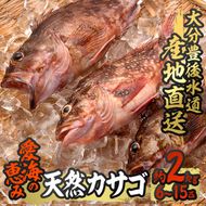 天然 カサゴ (約2kg・計6-15匹) 直送 産直 漁師 魚 鮮魚 天然 カサゴ 白身魚 獲れたて 刺身 煮つけ フライ 唐揚げ 塩焼き 冷蔵 豊後水道 鮮魚 大分県 佐伯市【CS15】【 (有)丸昌水産】