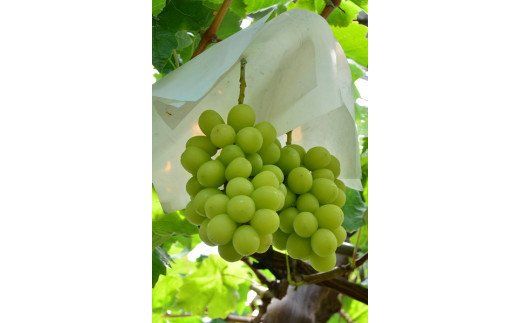 2025年/令和7年発送分】ご家庭用シャインマスカット 2㎏ 「訳あり  