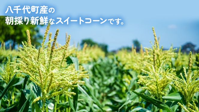 【 先行予約 2025年 6月下旬 以降発送】【 令和7年産 】 朝採り とうもろこし （ クリスピーホワイト ） 約 6kg トウモロコシ スイートコーン 野菜 産地直送 期間限定 [AX018ya]