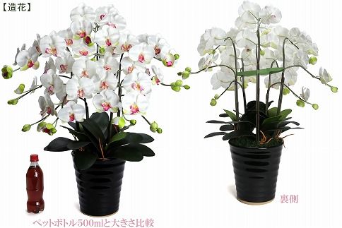 綺麗で丈夫な三河陶器で贈る光触媒胡蝶蘭大輪５本立（黒の陶器×白桜色の花）H100-079
