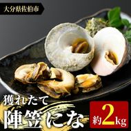 陣笠にな(約2kg) 魚介 貝 にな ニナ 酒蒸し 網焼き バター焼き バーベキュー 獲れたて 冷蔵 海の直売所 大分県 佐伯市【AS84】【海べ (株)】