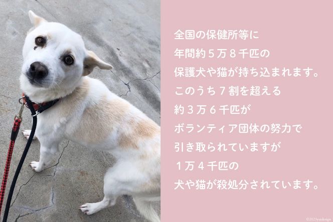 犬猫保護活動への支援 [NPO法人セブンデイズ 福岡県 筑紫野市 21760731] 保護 動物 犬 猫 犬猫 保護犬 支援 応援