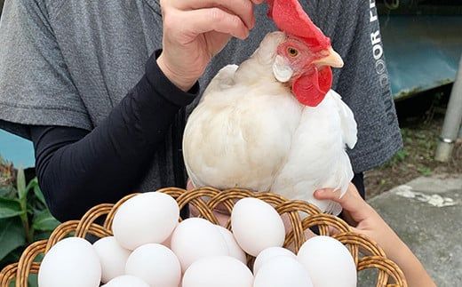 新鮮！超濃厚！新屋養鶏場の【新寿卵】- 卵 鶏卵 50個+10個 60個 割れ保障込 たまご タマゴ 玉子 玉子焼き 卵かけご飯 オムレツ 料理 人気 おすすめ 沖縄県 八重瀬町【価格改定】