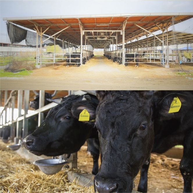 B-07 瀬戸の姫（焼肉用）《45日以内に出荷予定(土日祝除く)》