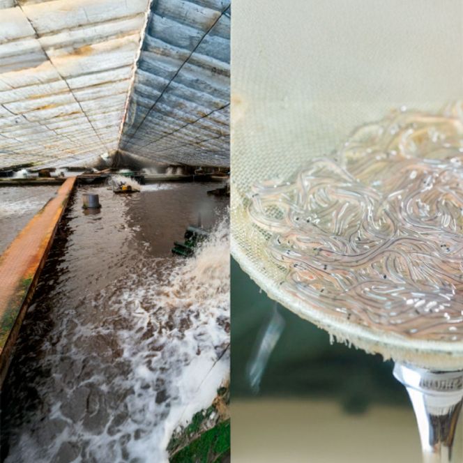 【四国一小さなまち】 田野町産うなぎの蒲焼き（小） 5本 タレ付き 山椒付き うなぎ 鰻 ウナギ 蒲焼き かば焼き 無頭 おいしい 国産 お取り寄せ 冷凍 配送