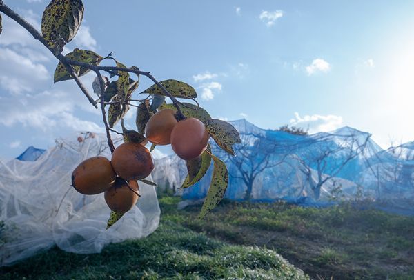 【CF】佐那河内産のこだわり大和柿　500g　※離島不可《30日以内に出荷予定(土日祝除く)》---sanagouchi_ymk_2_500g---