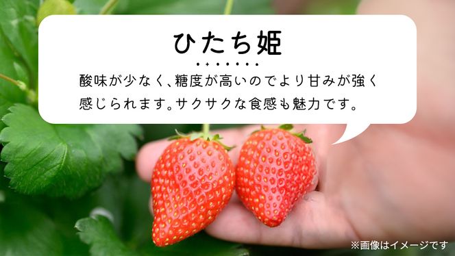 【 先行予約 】いちご 3種 食べ比べセット（4パック×1箱)【 2025年1月から発送開始 】 ( 茨城県共通返礼品 : 常陸太田市 ) 約 260g × 4パック いばらキッス ひたち姫 やよいひめ から 厳選して お届け 数量限定 果物 くだもの フルーツ 苺 イチゴ 期間限定 [ES003us]