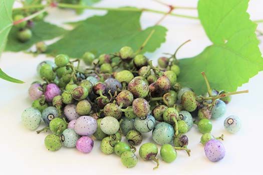 薬師の里「磐梯」 純ウマブドウ茶　お試し10包入り