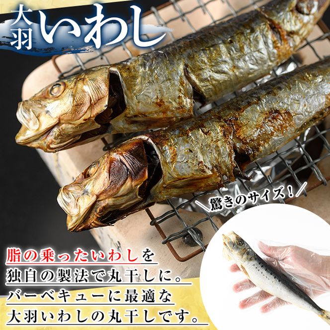 鹿児島県阿久根市産干物！大羽いわし丸干し(20尾)国産 鹿児島県産 魚介 魚貝 海産物 水産加工物 惣菜 簡単調理 セット 小分け【川本商店】akn030-09