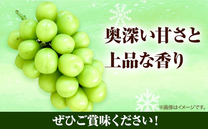 岡山県産　冷蔵シャインマスカット（1房530g以上2房入り）令和7年度産先行受付《11月中旬-12月中旬頃出荷》【配送不可地域あり】---H-28a---