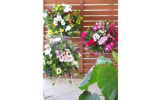 C053 花うるる特製アレンジ・おまかせハンギングバスケット～Mサイズ