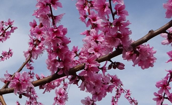 ＜2026年発送＞桃の一大産地！笛吹市産旬の桃2kg以上 167-001