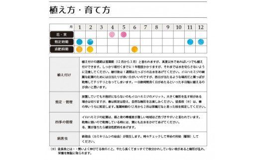 イロハモミジ（伊呂波紅葉）苗木 単木 樹高1.2m前後 2本セット ポット苗 シンボルツリー 落葉樹 植木 庭木