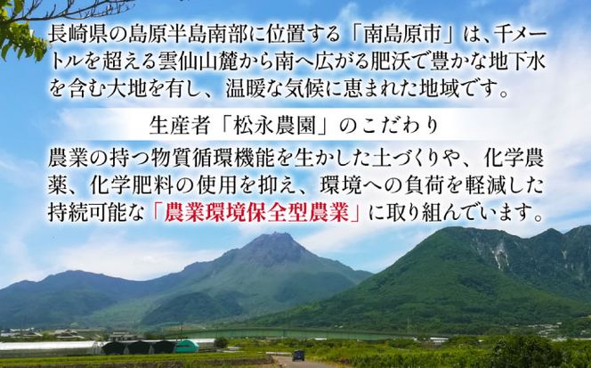【2026年8月下旬～発送】シャインマスカット 約2kg（約2～5房）/ ぶどう ブドウ 葡萄 マスカット しゃいんますかっと フルーツ 果物 / 南島原市 / 長崎県農産品流通合同会社 [SCB076]