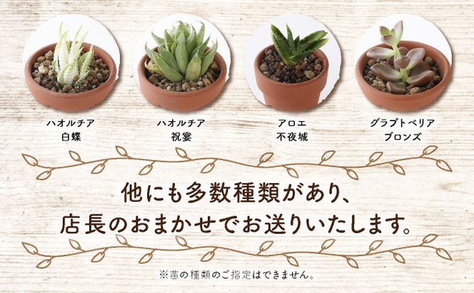 サボテン多肉植物の小苗アソートセットＷ　寄せ植え説明書付　sh001