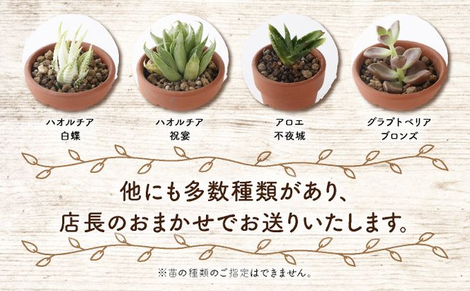 白蛇伝】白蛇伝 極上株！完璧子株2個付き 親株サイズ （白蛇伝説