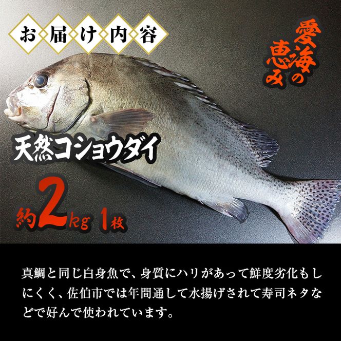 天然 コショウダイ (約2kg・1枚) 直送 産直 漁師 魚 鮮魚 天然 コショウタイ 鯛 白身魚 獲れたて 刺身 寿司 煮つけ 塩焼き 冷蔵 豊後水道 鮮魚 大分県 佐伯市 愛海の恵み【CS08】【 (有)丸昌水産】