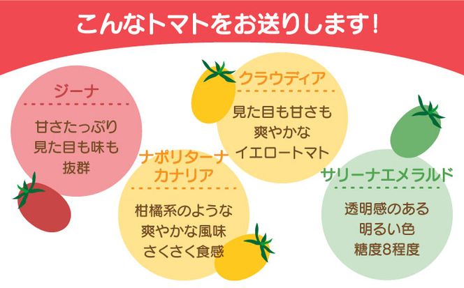 【2026年1月中旬～発送】ミニトマト 彩８ニ（イロハニ）約10種類 合計約1.4kg / トマト 夏野菜 野菜 旬 食べ比べ / 産地直送 安心 安全 彩り / 南島原市 / 植木農園 [SBL002] 