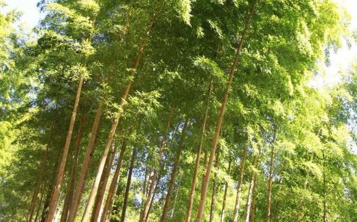 金明竹 （キンメイチク）・ レモングラス染 手ぬぐい 黄色・カーキ 2個セット 綿 100％