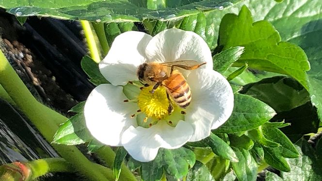 完熟 かおり野 ・ やよいひめ 食べ比べ 4パック 先行予約 大粒 イチゴ 苺 いちご フルーツ 果物 [AF089ci]