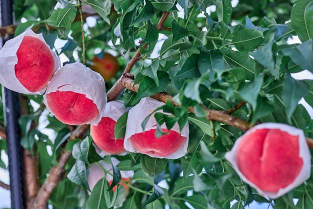 yRxm͌Βz26Ns\񁄉͌΂ŏ͔̓|IIWiuhxm(RL) FAH004