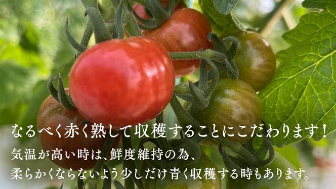 野口農園！ 王様トマト 約2kg ( 8～12個入り )！ ごほうび・麗容・サンロード トマト ごほうび 麗容 サンロード 新鮮 美味しい 野菜 [J007-NT]