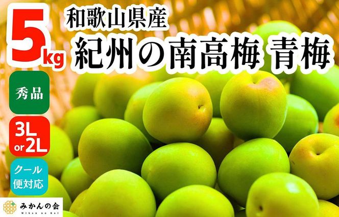 ［2026年6月上旬出荷］青梅 南高梅 5kg 秀品 3Lまたは2Lサイズ 和歌山県産 A品 梅酒作り用 梅ジュース作り用 AX96