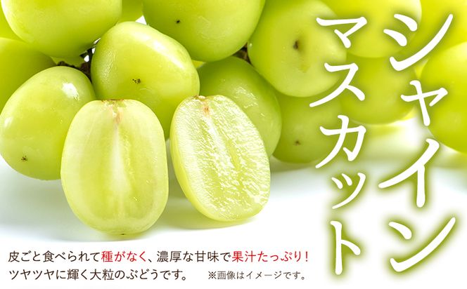 先行予約 秀品 贈答用 シャインマスカット 1.2kg(2~3房)《2024年8月下旬-9月末頃出荷》田尻盛果園 フルーツ 果物 マスカット  ぶどう---osy_ctajipsm_cf8_24_15000_12---（岡山県矢掛町） | ふるさと納税サイト「ふるさとプレミアム」