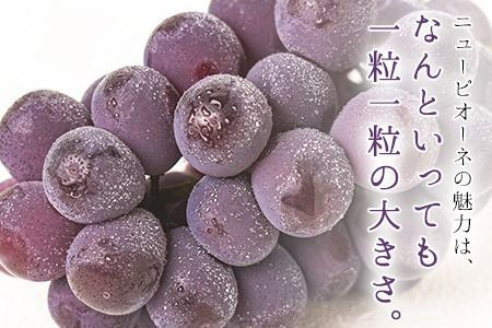 【先行予約】岡山県産 ニューピオーネ 約600g 1房 葡萄 果物 秋旬 訳あり 優品 厳選出荷 スイーツ フルーツ デザート 岡山県矢掛町《2025年9月上旬～11月上旬頃に出荷予定(土日祝除く)》数量限定---ofn_cwnp_ad911_25_10000_1---
