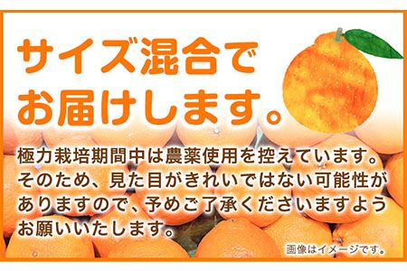 プリッと濃厚!!旬を厳選 不知火 デコポン 同品種 みかん 約1kg+250g（傷み補償） 池田鹿蔵農園 《2026年2月上旬-3月末頃より出荷予定》和歌山県 日高町 送料無料 しらぬい でこぽん 濃厚 厳選みかん 厳選デコポン 傷み補償分付き【配送不可地域あり】---wsh_idn330_2j3m_25_8000_1kg---