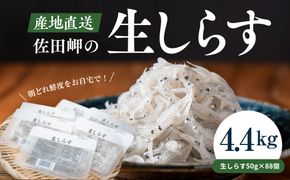 【愛媛県産・鮮度に自信あり！】生しらす50g×88パック◇｜ 愛媛県産 伊方町 佐田岬 朝日共販 生しらす 産地直送 極上鮮度 旨味凝縮 贈答用