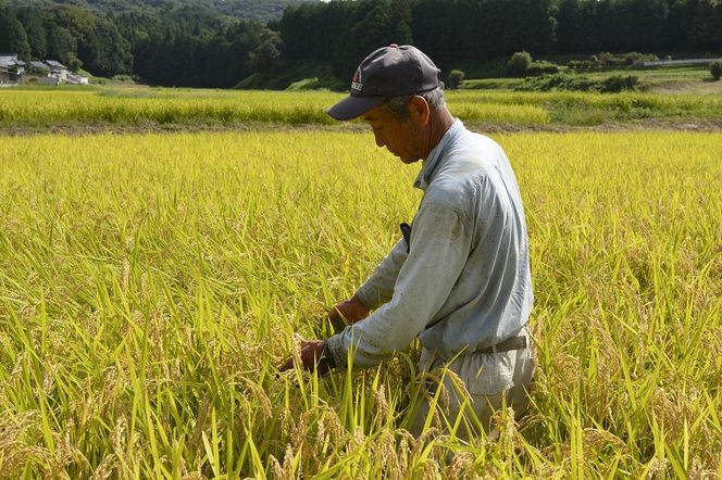 AU006　山﨑観光農園のお米　令和5年産　ゆうだい21　白米5kg